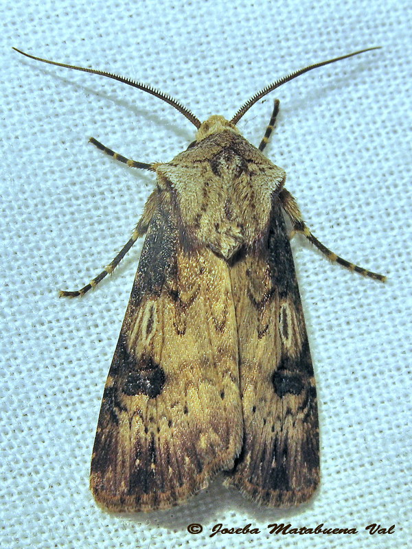 Agrotis puta?
